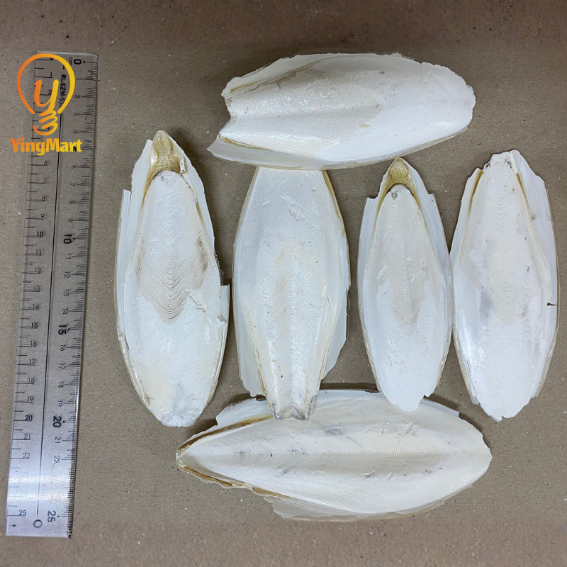 Natural Medium Ocean Cuttlefish Bone Pack 100g, Friendly Calcium Supplement For Birds | Reptiles | Tortoise | Parrot  | Parakeet | Casting Jewelry