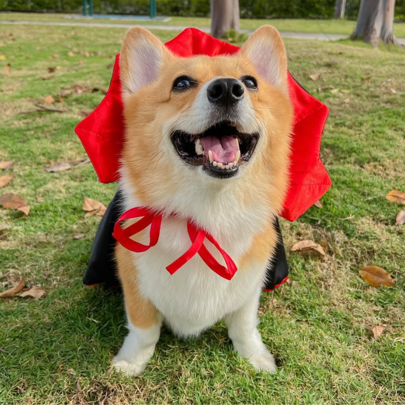 Funny Bat Vampire Cape Pet Costume for Cats Dogs Halloween Cloak Cosplay Outfit