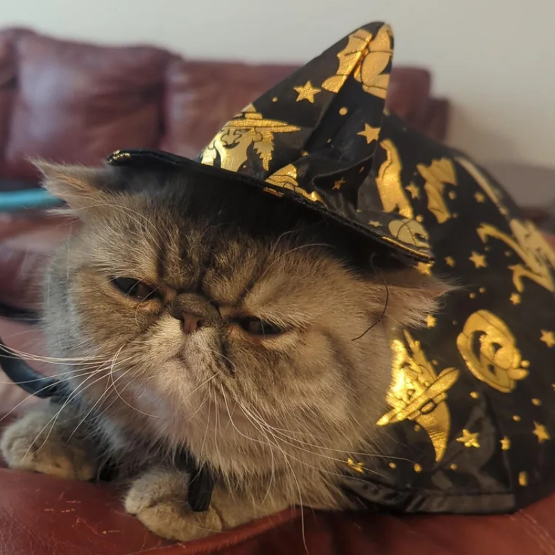 Witch Cloak Hat Set For Cats Dogs Wizard Theme Halloween Party Pet Costume Cosplay