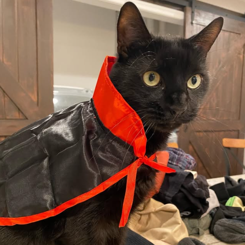 YingMart Halloween Pet Cloak Cat Dog Christmas Dressing – Transfiguration Pet Witch Cloak Cosplay Cape, Easy Fit Halloween Costume