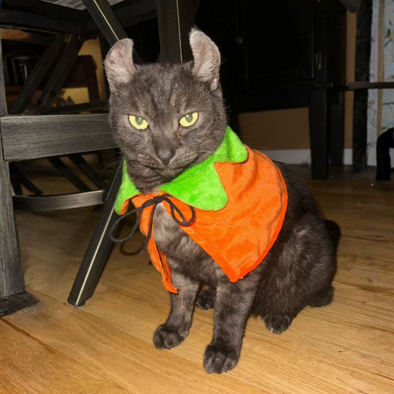 Cloak for Cats & Dogs Double-Sided Embroidered Halloween Cosplay Party pet costume