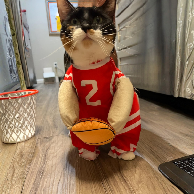 Basketball Player Pet Costume Dogs Cats Jersey Plush Ball Funny Halloween Cosplay Outfit