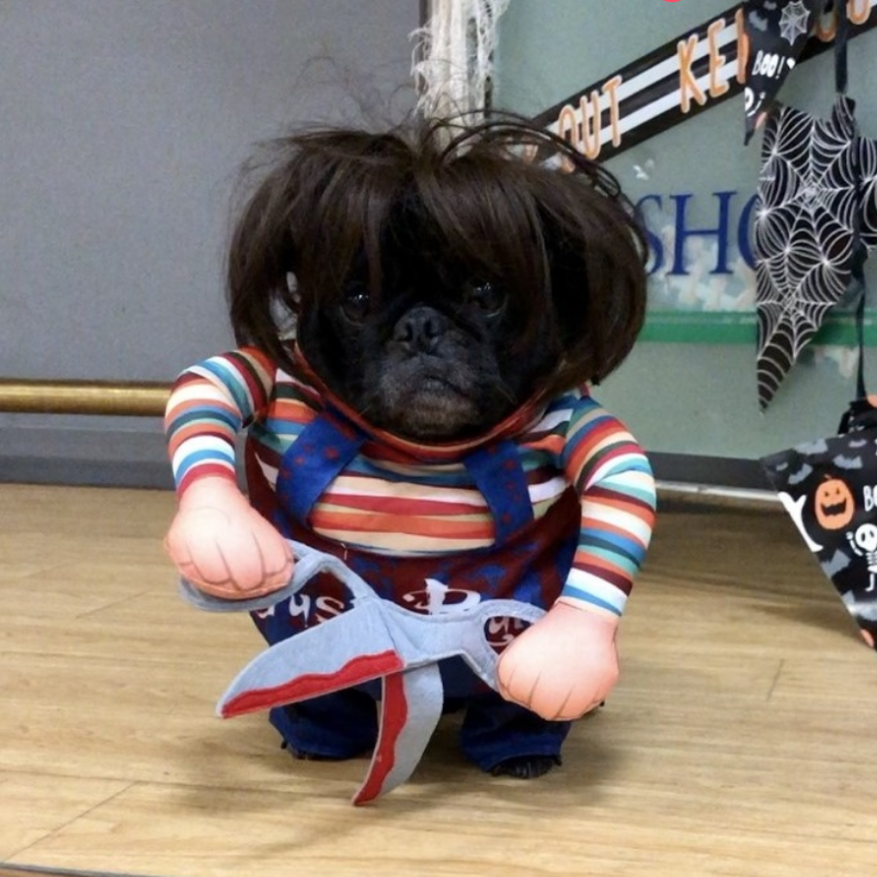 Scissor Hands Standing Pet Costume Dog Cat Funny Cute Scary Theme Halloween Cosplay Outfit