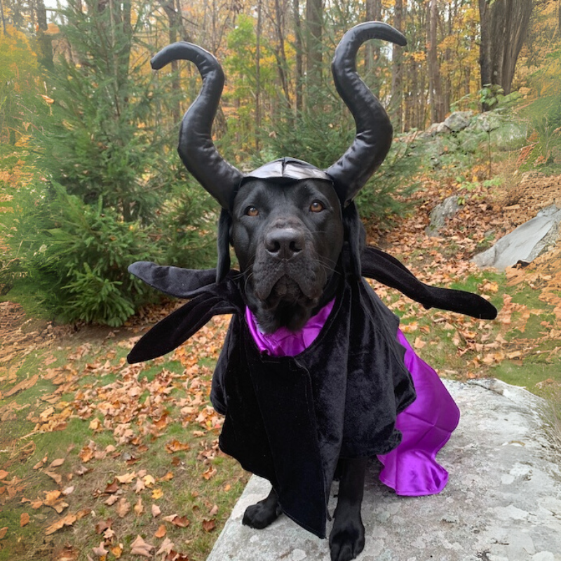 Pet Costume Cloak Horned Hat for Cats Dogs Witch Wizard Sorceress Black Purple Halloween Cosplay