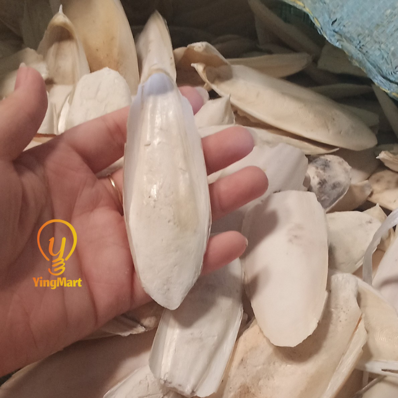 Natural Small Ocean Cuttlefish Bone Pack 100g, Friendly Calcium Supplement For Bird | Parrot | Snail | Teriumtanks | Reptiles | Worms | Tortoise