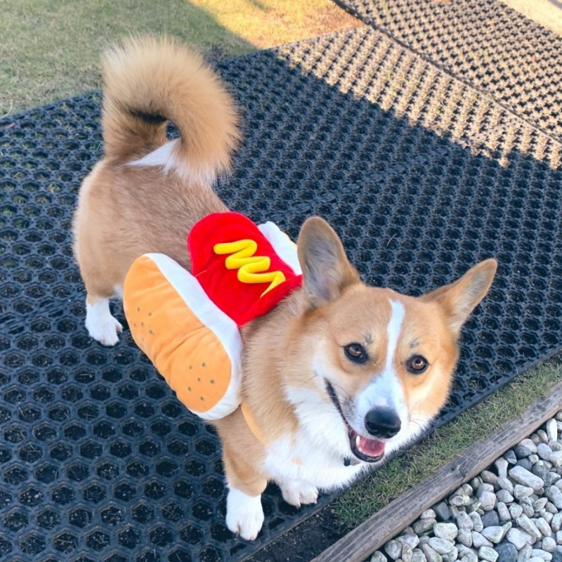 Funny Pet Costume Warm Sausage Hotdog Outfit For Cat Dog Halloween Christmas Party Cosplay