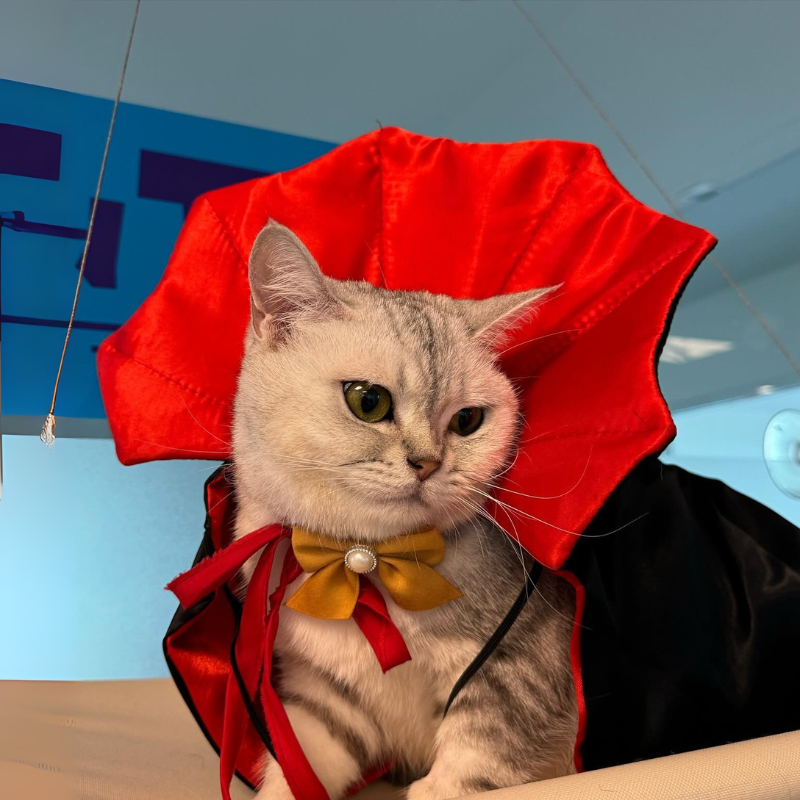 Funny Bat Vampire Cape Pet Costume for Cats Dogs Halloween Cloak Cosplay Outfit