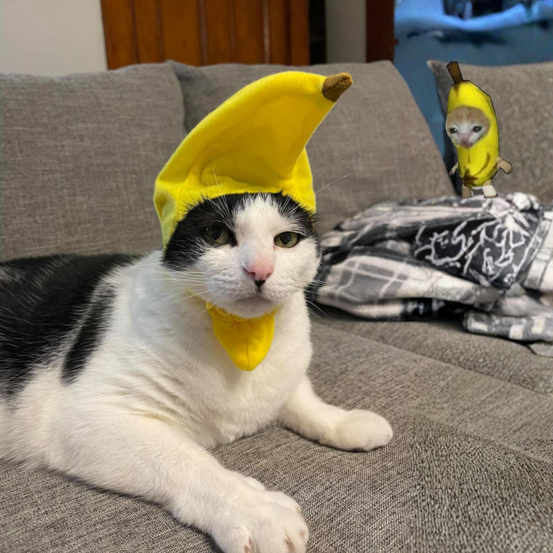 Cotton Cap Dogs Cat Hat Decorative Party Cosplay Halloween Costume Small Medium Large Outfit