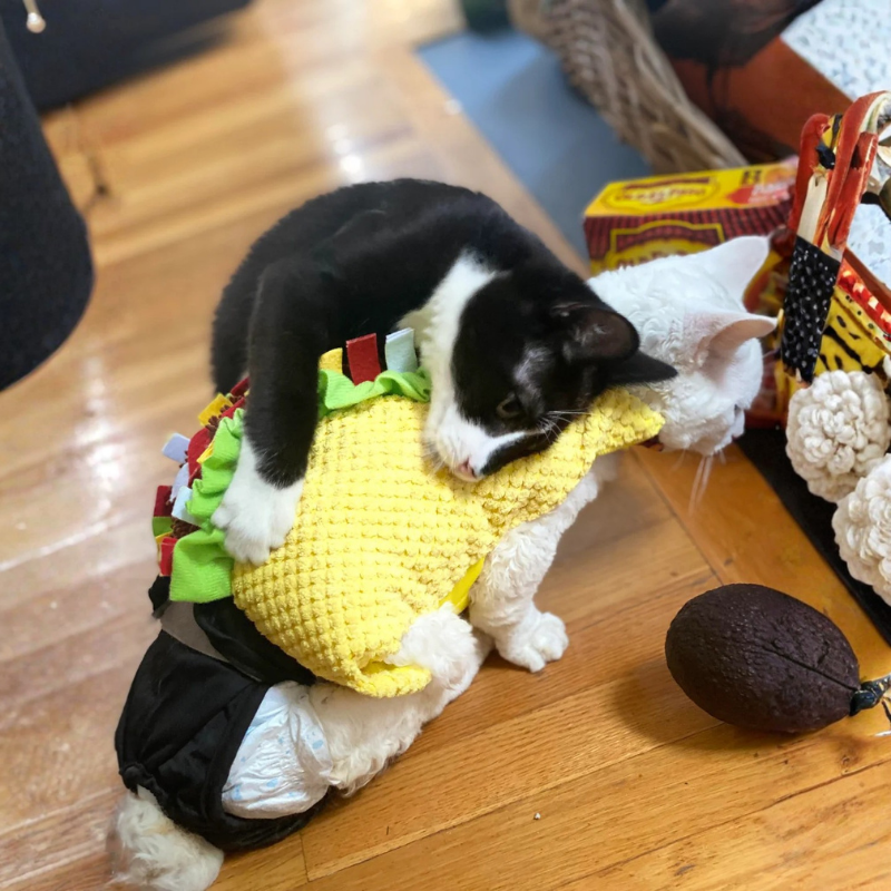 Hamburger Outfit For Cats & Dogs Funny Cute Scary Halloween Cosplay Pet Costume Hat Shirt Suit