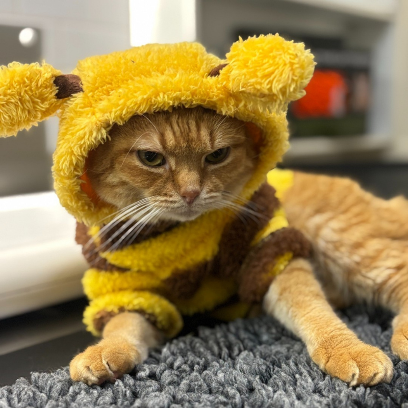 Plush Teddy Bear Pet Costume Hat Outfit for Cats Dogs Small Medium Large Halloween Cosplay Scary
