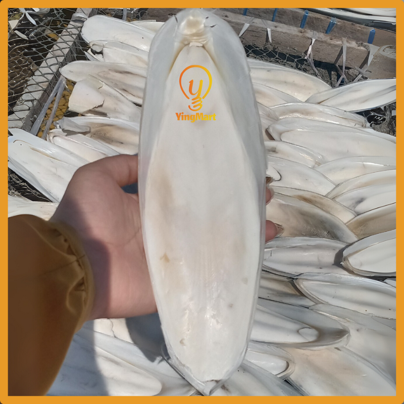 Natural Large Ocean Cuttlefish Bone Pack 100g, Friendly Calcium Supplement For Birds | Parrot | Parakeet | Casting Sterling Silver| Jewelry Making