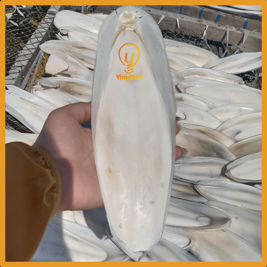 Natural Large Ocean Cuttlefish Bone Pack 100g, Friendly Calcium Supplement For Birds | Parrot | Parakeet | Casting Sterling Silver| Jewelry Making