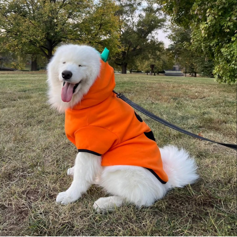Pet Clothes Funny Pumpkin Clothes WintPumpkin Hooded Outfit for Dogs Cats Small Medium Large Funny Fleece Warm Halloween Pet Costumeer Pet Clothes Halloween Clothes Dog Clothes
