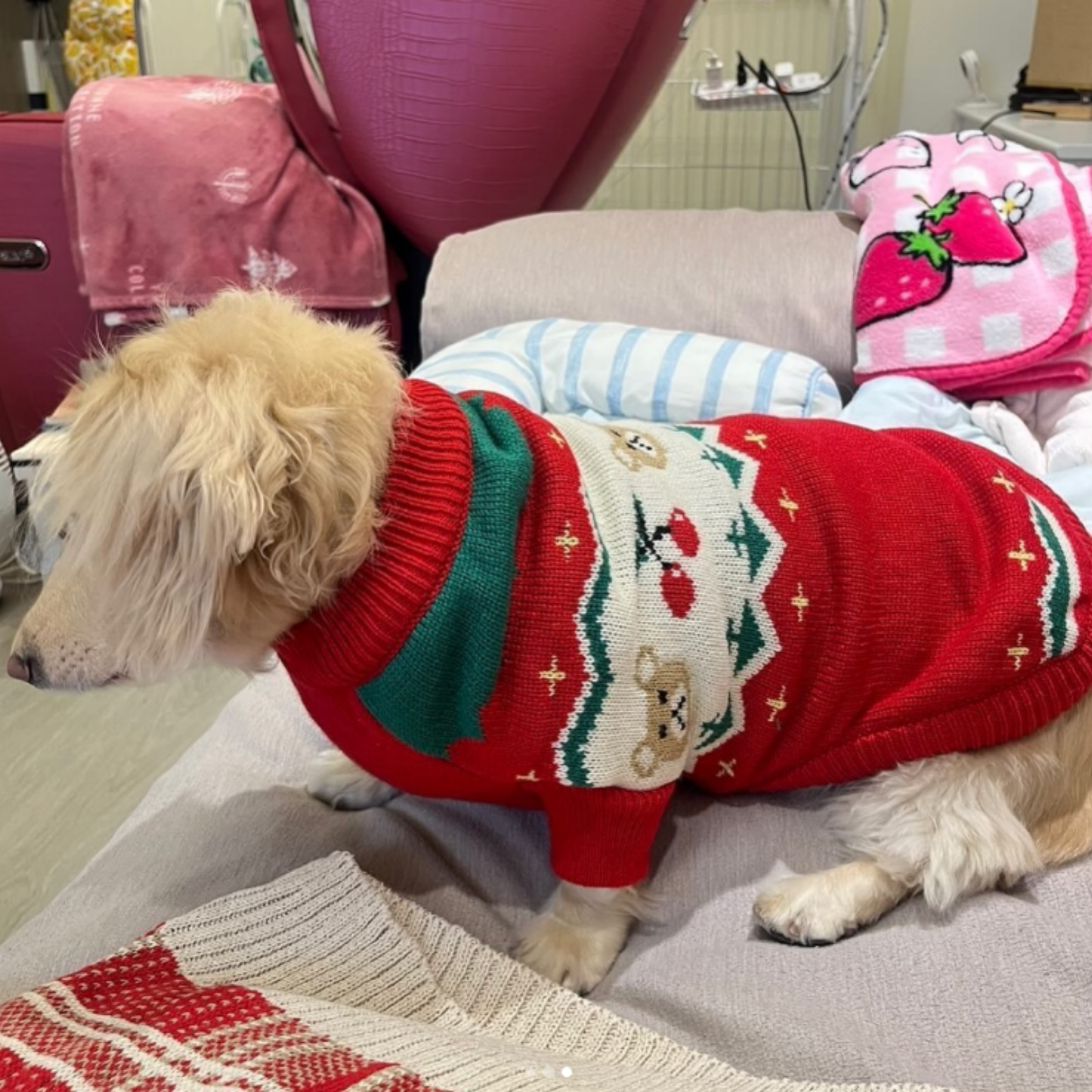 Christmas Cherry Pet Sweater Warm Winter Clothes for Small Dogs Cats Holiday Outfit
