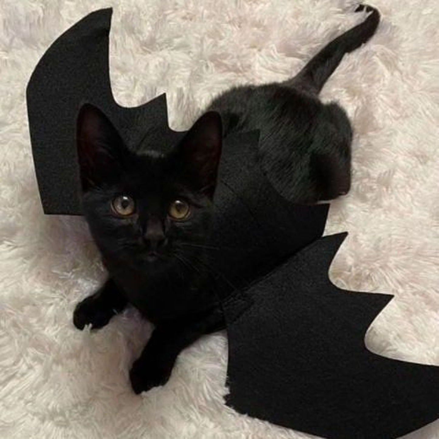 Halloween Pet Bat Wings Costume for Cats Dogs Funny Cosplay Outfit Holiday Decoration