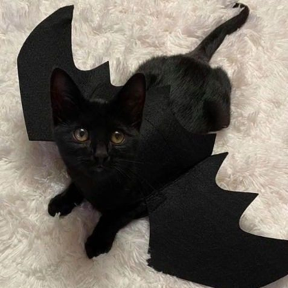 Halloween Pet Bat Wings Costume for Cats Dogs Funny Cosplay Outfit Holiday Decoration