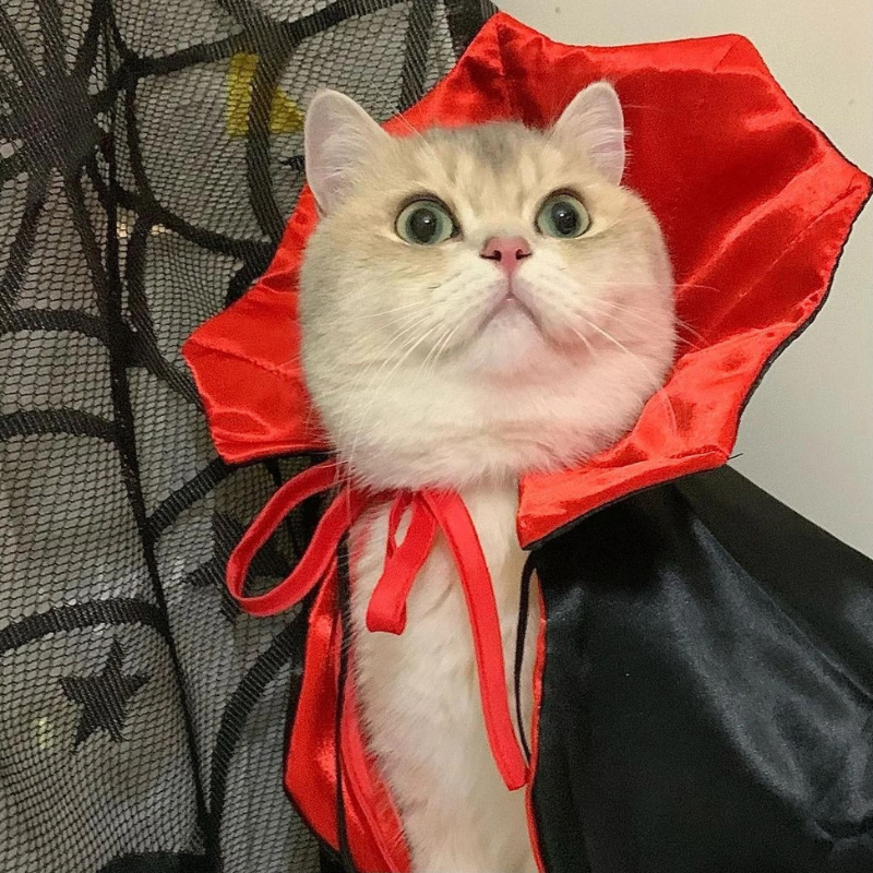 Funny Bat Vampire Cape Pet Costume for Cats Dogs Halloween Cloak Cosplay Outfit