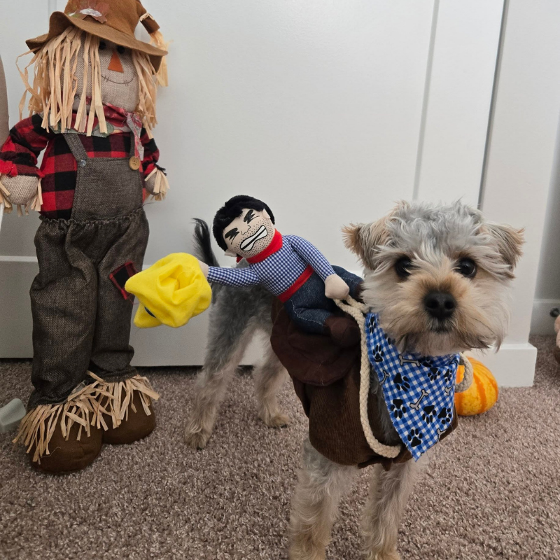 Funny Cowboy Rider Outfit for Dogs Cats Western Saddle Jacket Cloak Halloween Party Pet Costume