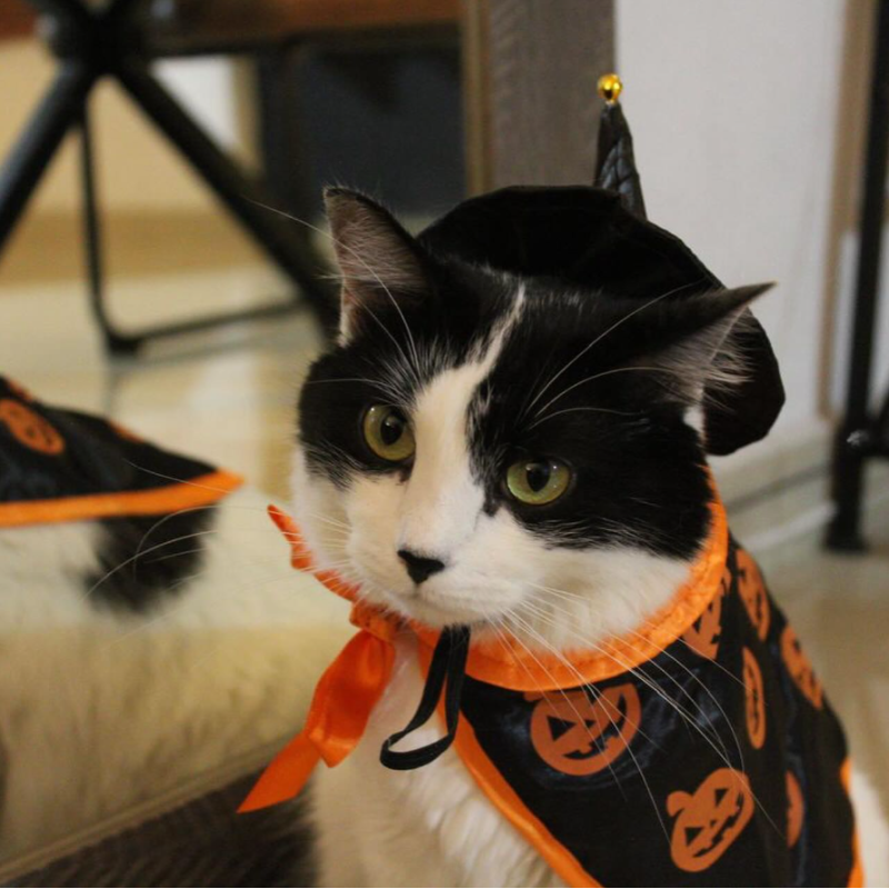 YingMart Halloween Pet Cloak Cat Dog Christmas Dressing – Transfiguration Pet Witch Cloak Cosplay Cape, Easy Fit Halloween Costume