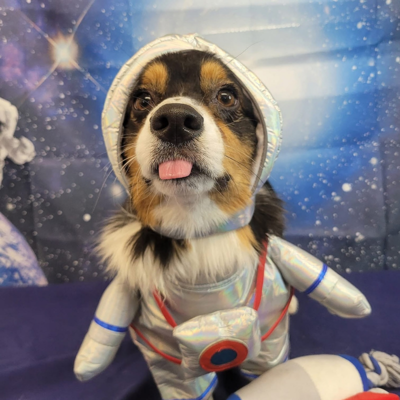 Pet Outfit Cats Dogs Astronaut Courier Standing Funny Halloween Cosplay Small Medium Large