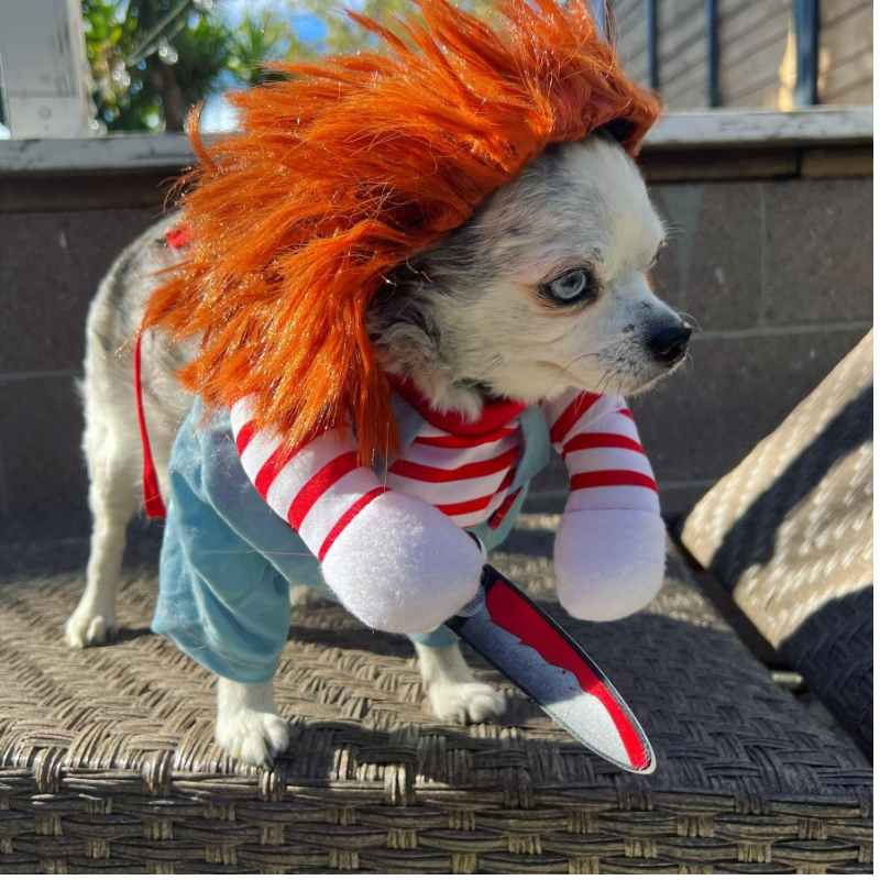 Outfit Set Medium Large Bulldog Pug Funny Novelty Cute Scary Halloween Dog Costume Cosplay