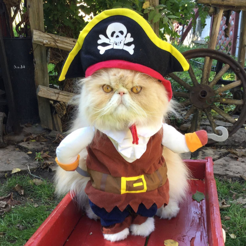 Pirate Costume Set With Hat Cosplay Halloween Christmas Pet Dog Cat Small Medium Large Cute Scary