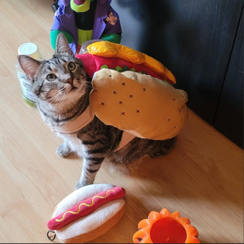 Hot Dog Pet Outfit Cats Puppies Funny Food Hamburger Theme Halloween Party Cosplay Clothes
