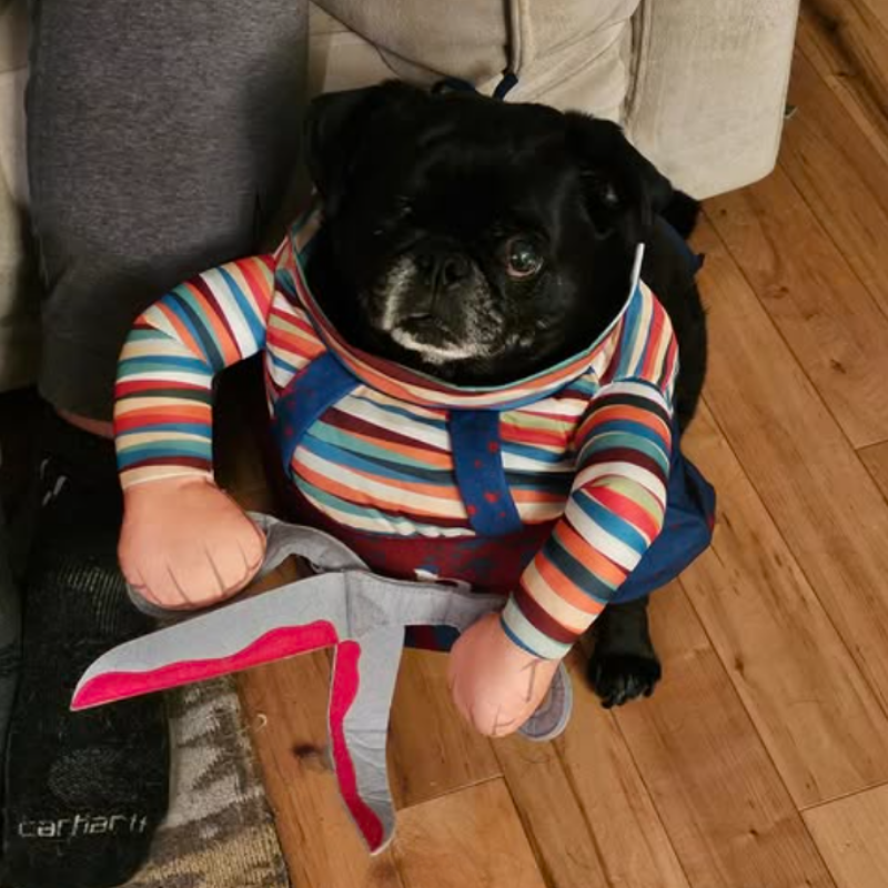 Scissor Hands Standing Pet Costume Dog Cat Funny Cute Scary Theme Halloween Cosplay Outfit