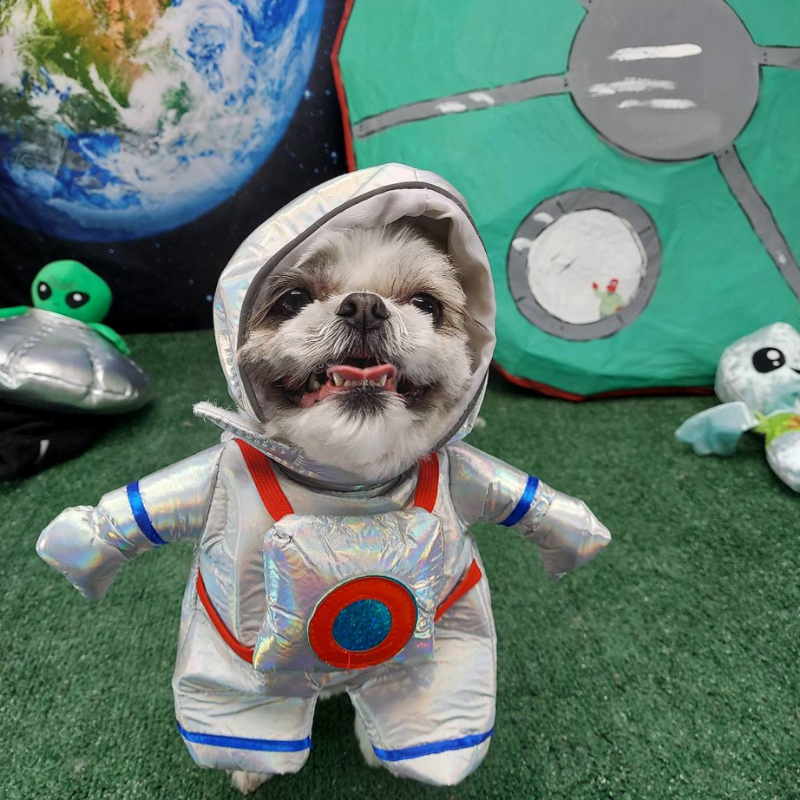 Pet Outfit Cats Dogs Astronaut Courier Standing Funny Halloween Cosplay Small Medium Large