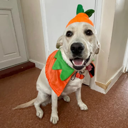 Cloak for Cats & Dogs Double-Sided Embroidered Halloween Cosplay Party pet costume