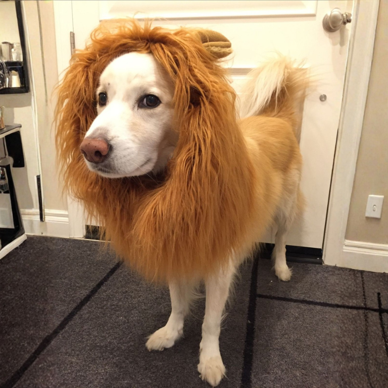 Lion Mane Wig Puppy Kitten Realistic Funny Halloween Cosplay Pet Costume Dog Cat Outfit