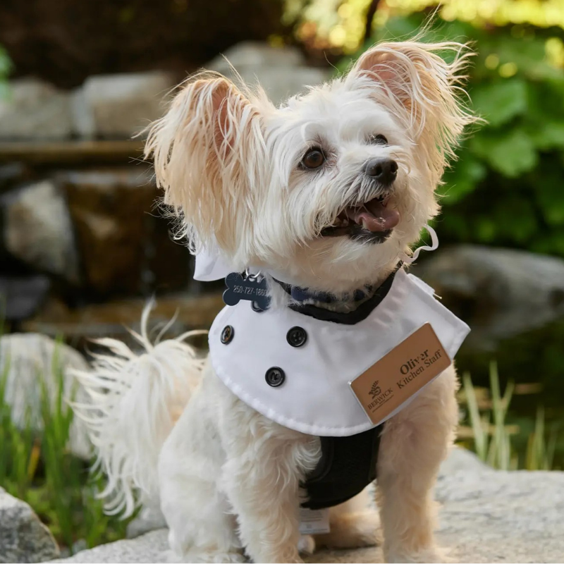 Dog Chef Costume Hat Set Pet Shirt Halloween Cosplay Outfit for Cats Small Large Dogs