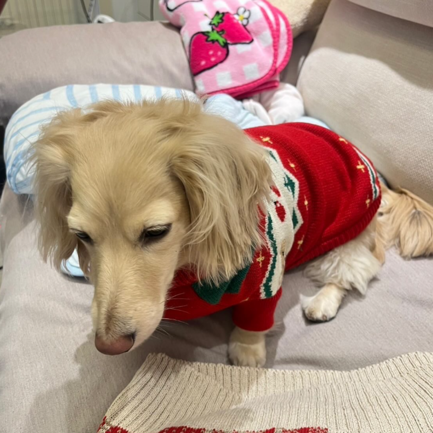 Christmas Cherry Pet Sweater Warm Winter Clothes for Small Dogs Cats Holiday Outfit