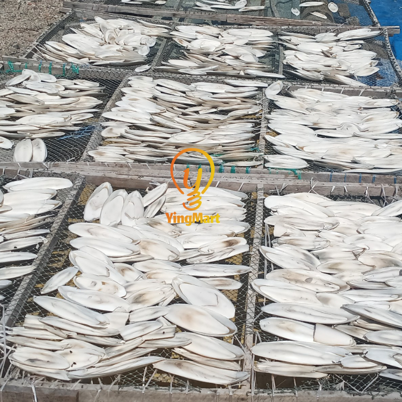 Natural Large Ocean Cuttlefish Bone Pack 100g, Friendly Calcium Supplement For Birds | Parrot | Parakeet | Casting Sterling Silver| Jewelry Making