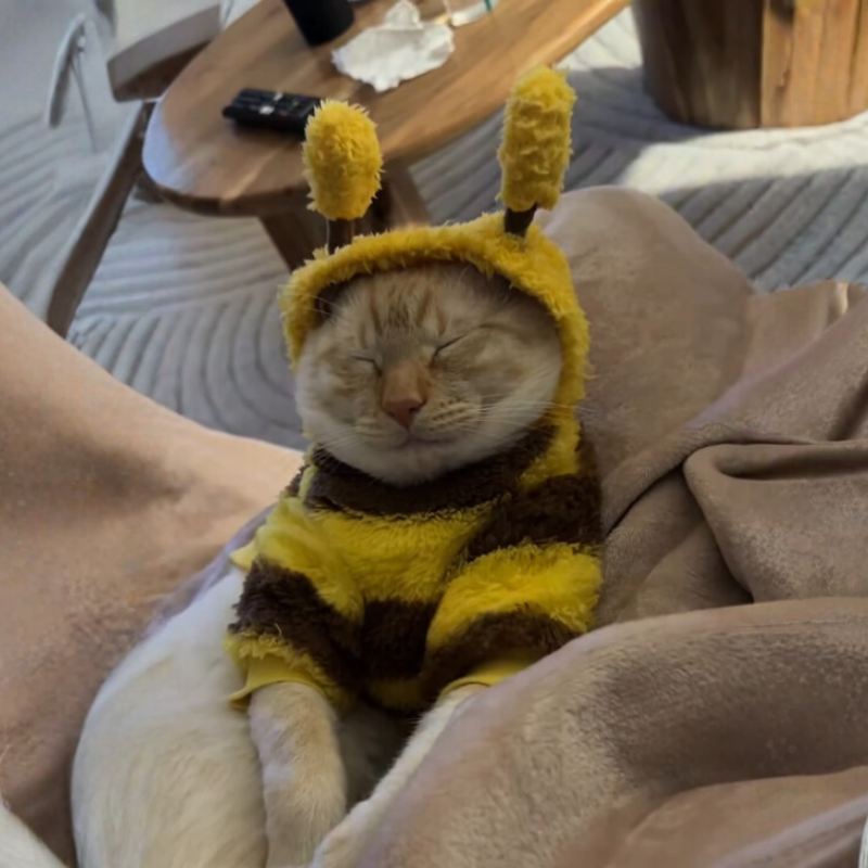 Plush Teddy Bear Pet Costume Hat Outfit for Cats Dogs Small Medium Large Halloween Cosplay Scary