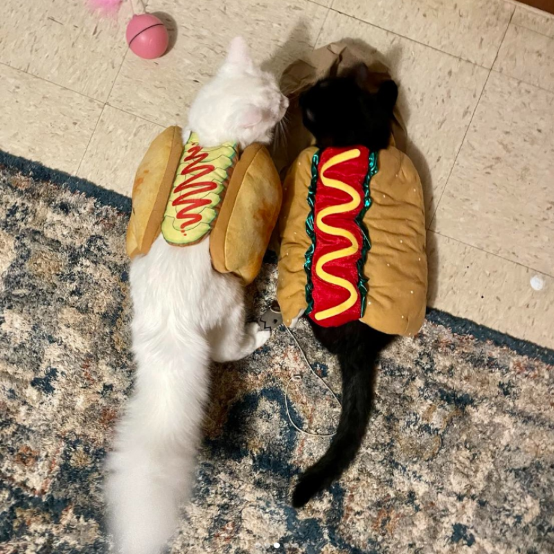 Hot Dog Pet Outfit Cats Puppies Funny Food Hamburger Theme Halloween Party Cosplay Clothes