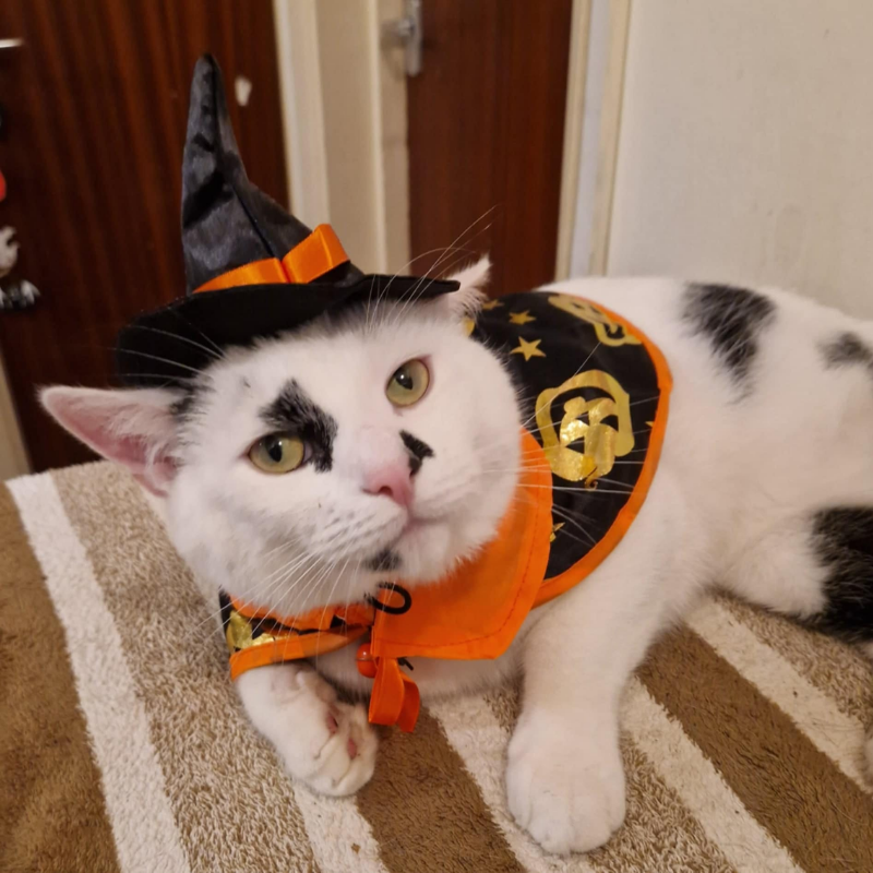 YingMart Halloween Pet Cloak Cat Dog Christmas Dressing – Transfiguration Pet Witch Cloak Cosplay Cape, Easy Fit Halloween Costume