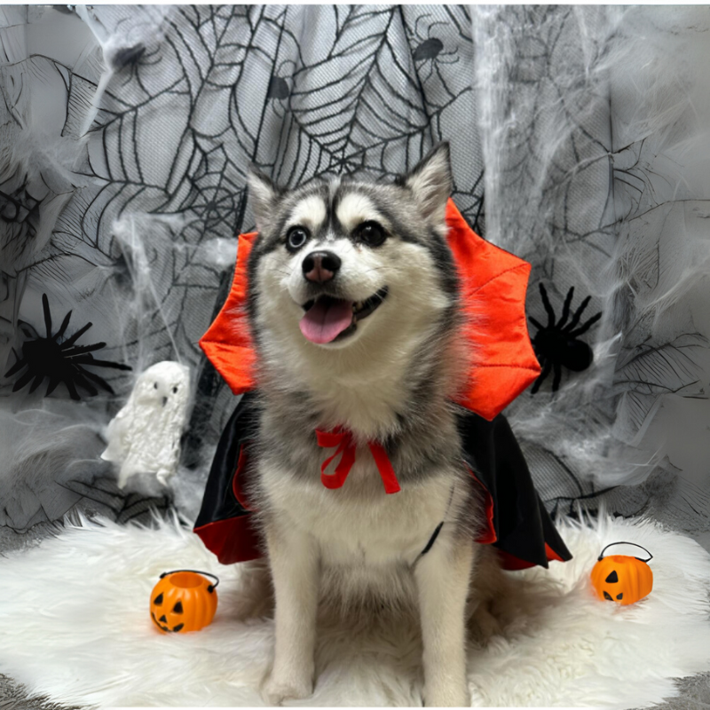 Funny Bat Vampire Cape Pet Costume for Cats Dogs Halloween Cloak Cosplay Outfit