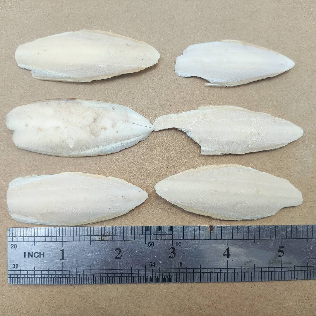 Natural Small Ocean Cuttlefish Bone Pack 100g, Friendly Calcium Supplement For Bird | Parrot | Snail | Teriumtanks | Reptiles | Worms | Tortoise