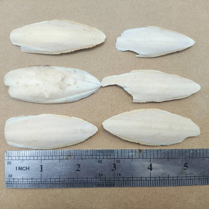 Natural Small Ocean Cuttlefish Bone Pack 100g, Friendly Calcium Supplement For Bird | Parrot | Snail | Teriumtanks | Reptiles | Worms | Tortoise