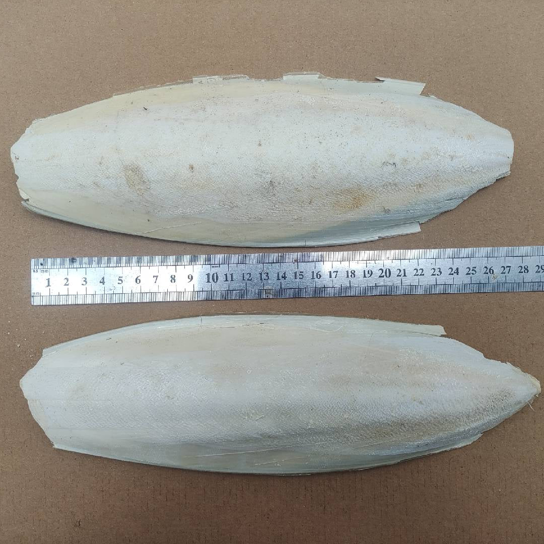 Natural Large Ocean Cuttlefish Bone Pack 100g, Friendly Calcium Supplement For Birds | Parrot | Parakeet | Casting Sterling Silver| Jewelry Making