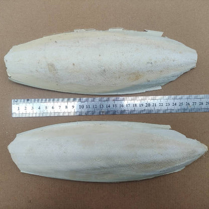 Natural Large Ocean Cuttlefish Bone Pack 100g, Friendly Calcium Supplement For Birds | Parrot | Parakeet | Casting Sterling Silver| Jewelry Making